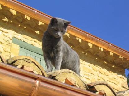 Gouttière chat